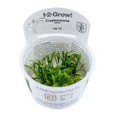 106 TC 帕夫椒草 Cryptocoryne Parva